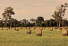 <div align='center' class='highslide-number'>
                                                                                Hay Bales 
                                                                              </div>                                                         
                                                                                    
                                                                              <div align='left' class='jar'>
                                                                                                                                                               </div>
                                                                                                                                             
                                                                              <div align='right' class='jar'>
                                                                                <i>Busselton, Australia</i> 
                                                                              </div>                 
                                                                              