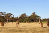 <div align='center' class='highslide-number'>
                                                                                Moon Kangaroos 
                                                                              </div>
                                                                              
                                                                              <div align='left' class='jar'>
                                                                                                                                                               </div>
                                                                              
                                                                              <div align='right' class='jar'>
                                                                                <i>Dunsborough, Australia</i> 
                                                                              </div>                 
                                                                              