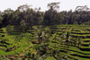 <div align='center' class='highslide-number'>
                                                                                Ricefields 
                                                                              </div>                                                         
                                                                                    
                                                                              <div align='left' class='jar'>
                                                                                                                                                               </div>
                                                                                                                                             
                                                                              <div align='right' class='jar'>
                                                                                <i>Ubud, Indonesia</i> 
                                                                              </div>                 
                                                                              