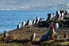 <div align='center' class='highslide-number'>
                                                                                Sea Lion 
                                                                              </div>
                                                                              
                                                                              <div align='left' class='jar'>
                                                                                                                                                               </div>
                                                                              
                                                                              <div align='right' class='jar'>
                                                                                <i>Usuahia, Argentina</i> 
                                                                              </div>                 
                                                                              