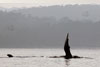 <div align='center' class='highslide-number'>
                                                                                Whale Playing 
                                                                              </div>
                                                                              
                                                                              <div align='left' class='jar'>
                                                                                                                                                               </div>
                                                                              
                                                                              <div align='right' class='jar'>
                                                                                <i>Meelup Bay, Australia</i> 
                                                                              </div>                 
                                                                              