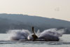 <div align='center' class='highslide-number'>
                                                                                Whale Splash 
                                                                              </div>
                                                                              
                                                                              <div align='left' class='jar'>
                                                                                                                                                               </div>
                                                                              
                                                                              <div align='right' class='jar'>
                                                                                <i>Meelup Bay, Australia</i> 
                                                                              </div>                 
                                                                              