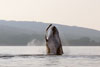 <div align='center' class='highslide-number'>
                                                                                Ballena Saltando 
                                                                              </div>
                                                                              
                                                                              <div align='left' class='jar'>
                                                                                                                                                               </div>
                                                                              
                                                                              <div align='right' class='jar'>
                                                                                <i>Meelup Bay, Australia</i> 
                                                                              </div>                 
                                                                              